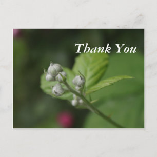 summer wild raspberry flower buds postcard