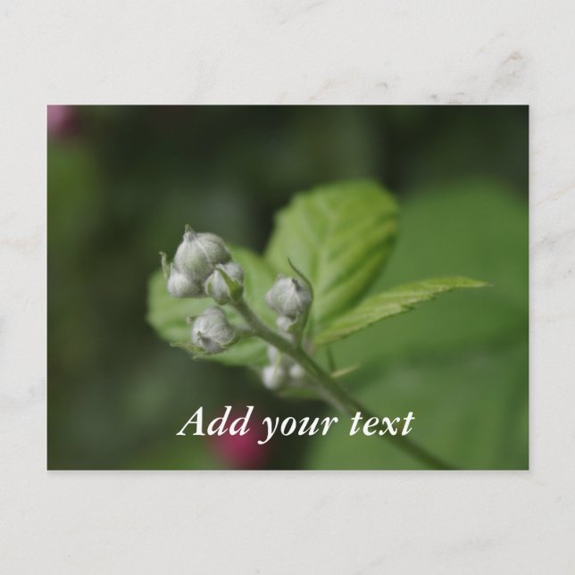 summer wild raspberry flower buds postcard (Front)