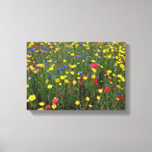 Summer Wildflowers from Loch Ness