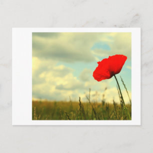 Summerdream Postcard