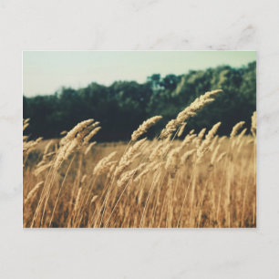 Summerfield Postcard