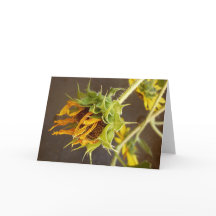 Summer's Cycle Blank Greeting Card