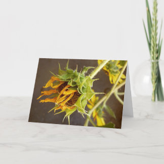 Summer's Cycle Blank Greeting Card