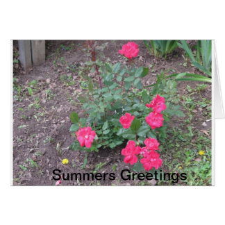 Summers Love