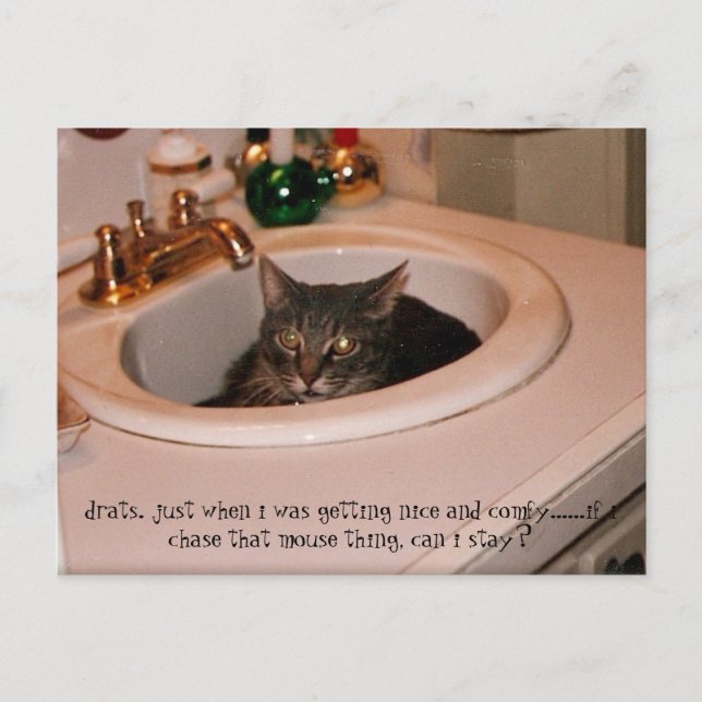 summertime cool cat postcard (Front)