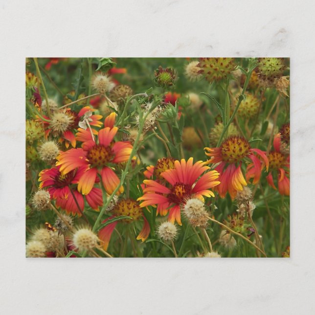 Summertime Floral postcard (Front)