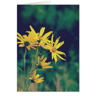 Summertime Wildflowers