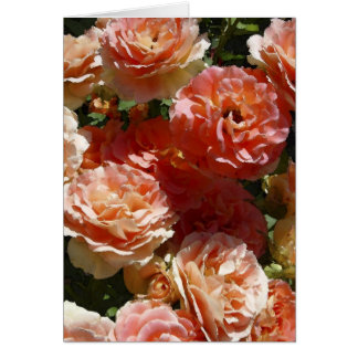 Sun a tacheté des roses