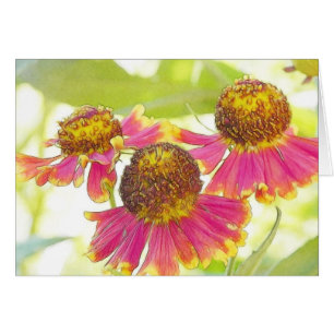 Sun a trempé Heleniums
