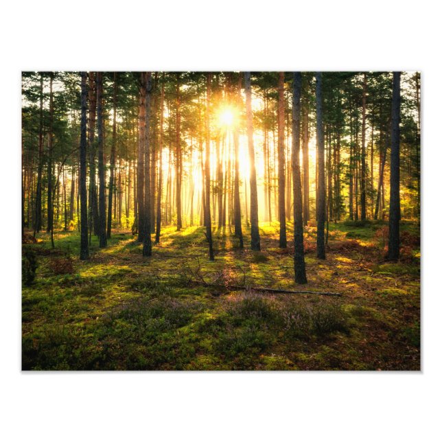 Sun beams shines in pine forest photo print (Front)