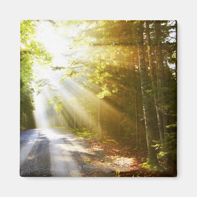 Sun Beams Through Forest in Acadia National Park Magnet (Front)