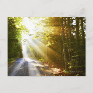 Sun Beams Through Forest in Acadia National Park Postcard