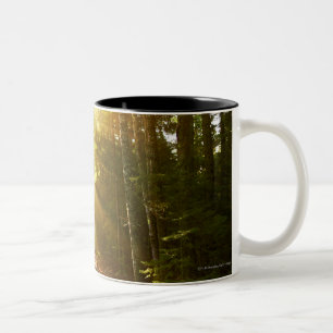 Sun Beams Through Forest in Acadia National Park Two-Tone Coffee Mug