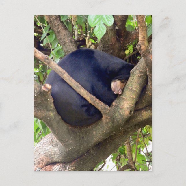Sun Bear Holiday Postcard (Front)