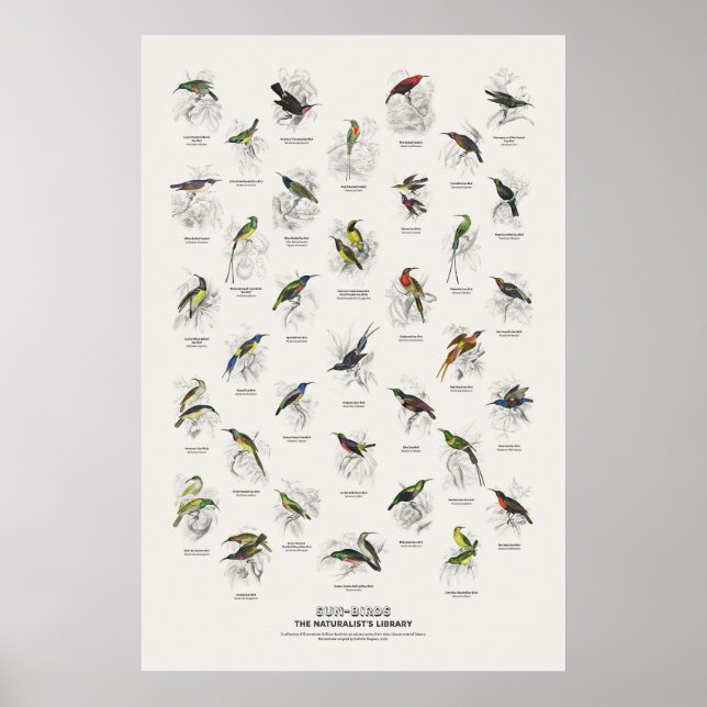 Sun-Birds - Naturalist's Library Poster (Front)