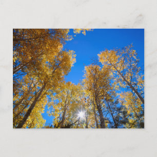 Sun Bursts through Trees Postcard