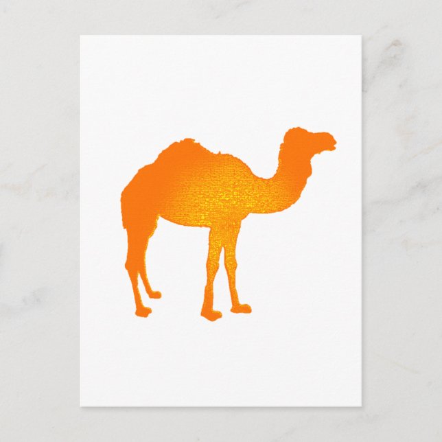 Sun Camel Postcard (Front)