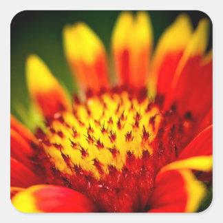 sun collector square sticker