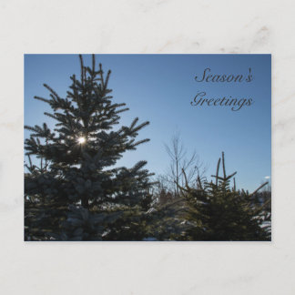 Sun coming through a fir tree - Season's Greetings Holiday Postcard