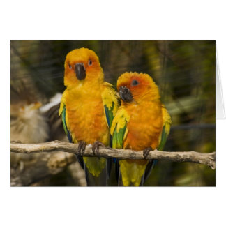 Sun Conure