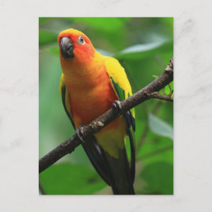 Sun Conure Bird Postcard