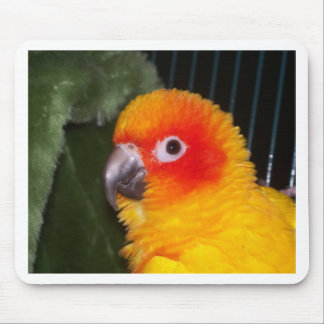 Sun Conure Mouse Pad