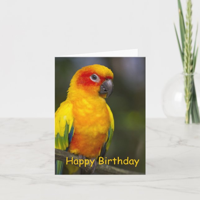 Sun Conure Parrot Blank Birthday Card (Front)