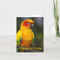 Sun Conure Parrot Blank Birthday Card