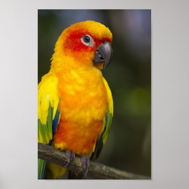 Sun Conure Parrot Poster (Front)