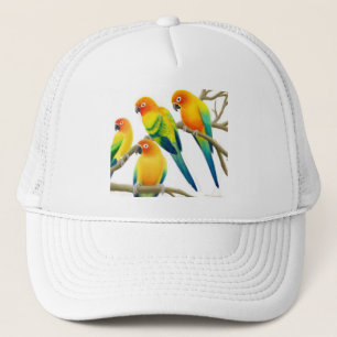 Sun Conure Parrots le casquette