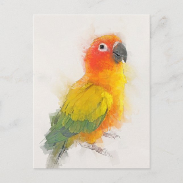 Sun Conure Portrait Postcard (Front)