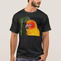 Sun Conure