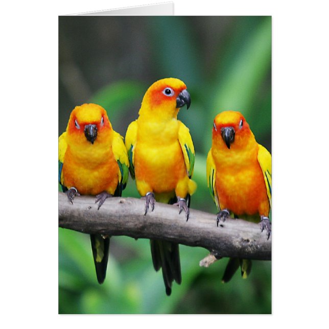 Sun Conures (Front)