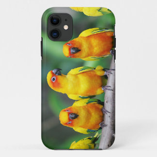 Sun Conures iPhone 11 Case