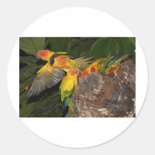 Sun Conures Classic Round Sticker