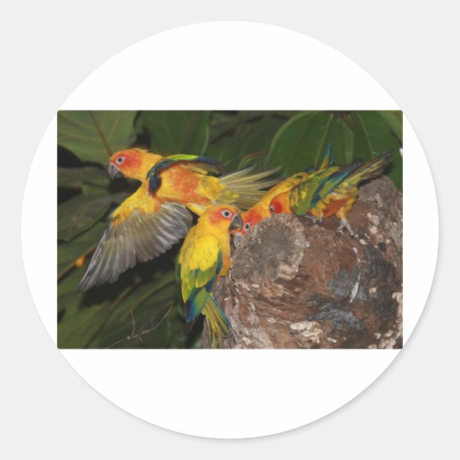 Sun Conures Classic Round Sticker (Front)