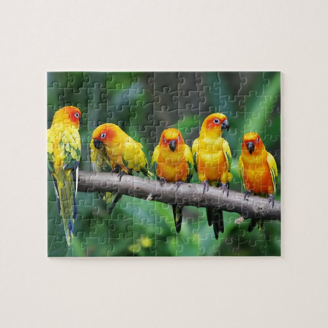 Sun Conures Jigsaw Puzzle (Horizontal)