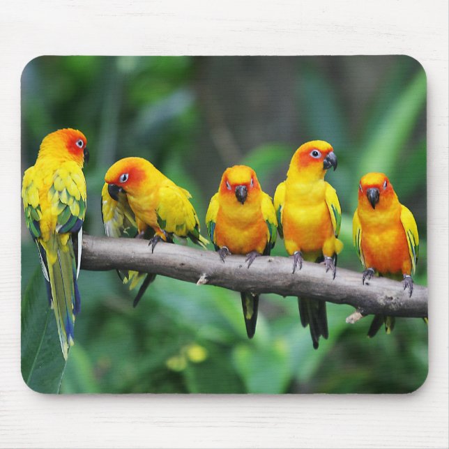 Sun Conures Mouse Pad (Front)
