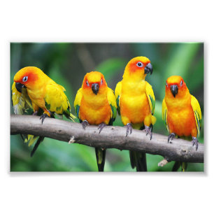 Sun Conures Photo Print