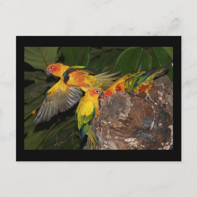 Sun Conures Postcard (Front)