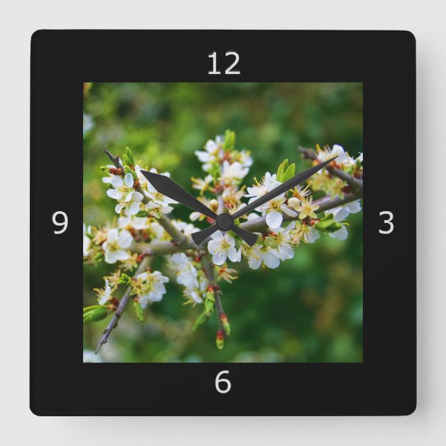 Sun-Dappled Spring Hawthorn Square Wall Clock (Front)