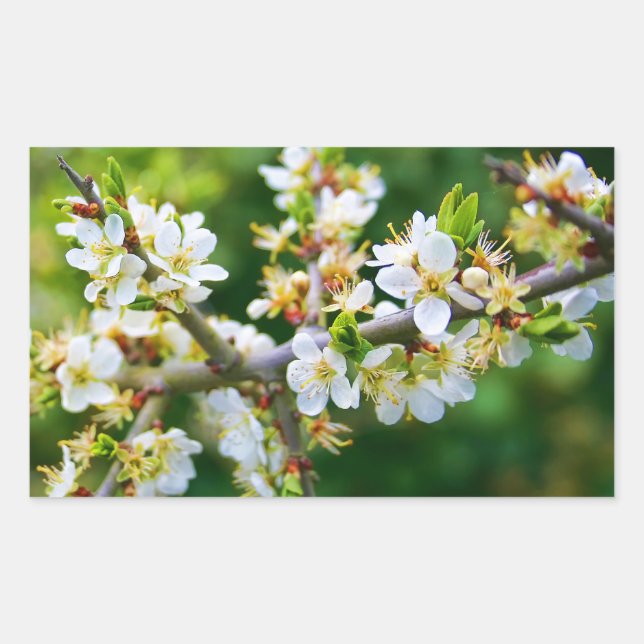 Sun-Dappled Spring Hawthorn Sticker (Front)