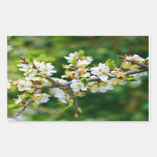 Sun-Dappled Spring Hawthorn Sticker