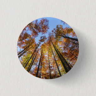 Sun-drenched Autumn Trees 1 Inch Round Button
