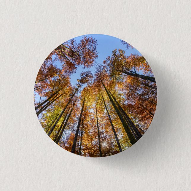 Sun-drenched Autumn Trees 1 Inch Round Button (Front)