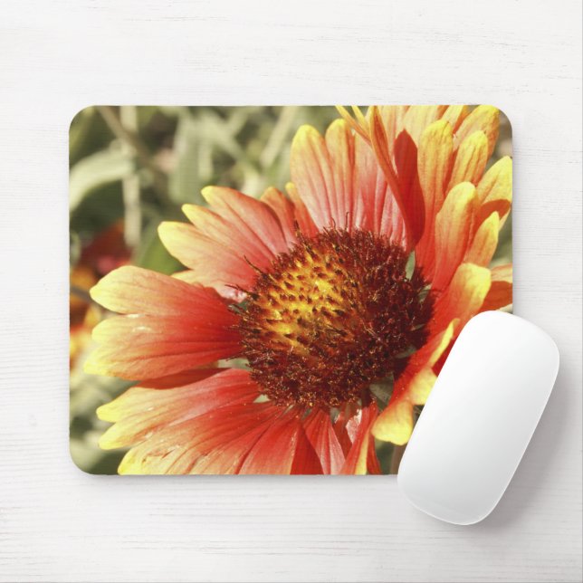 Sun Drenched Gaillardia Mouse Pad (With Mouse)