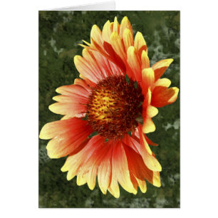 Sun Drenched Gaillardia Photograph Inside Template