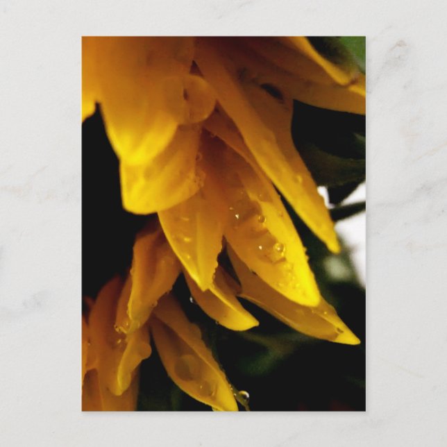 Sun Drops Postcard (Front)