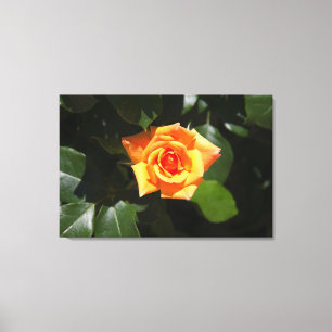 Sun Filled Rose Canvas Print