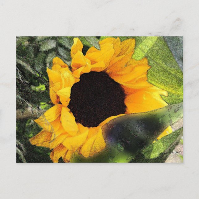 Sun Flower Postcard (Front)